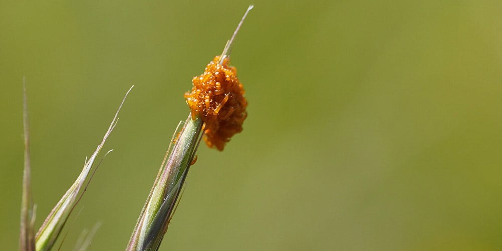 Blister beetle larvae waiting to hitch a ride on a bee Photo by Brenda Black, iNaturalist