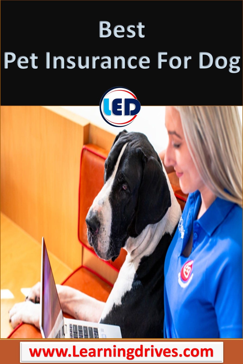 Best Pet Insurance Companies of November 2022 by Learning Drives Medium