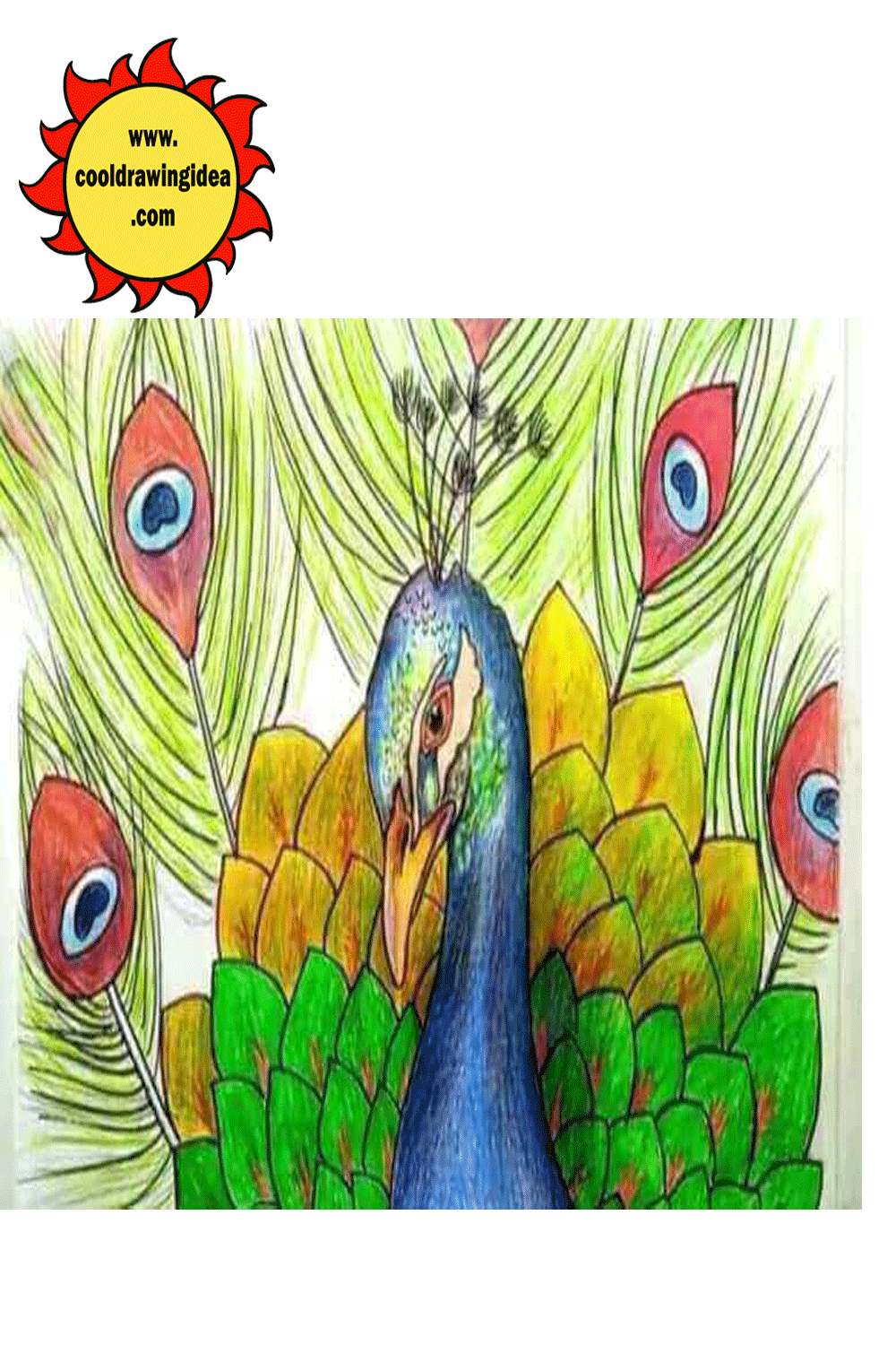 peacock drawings