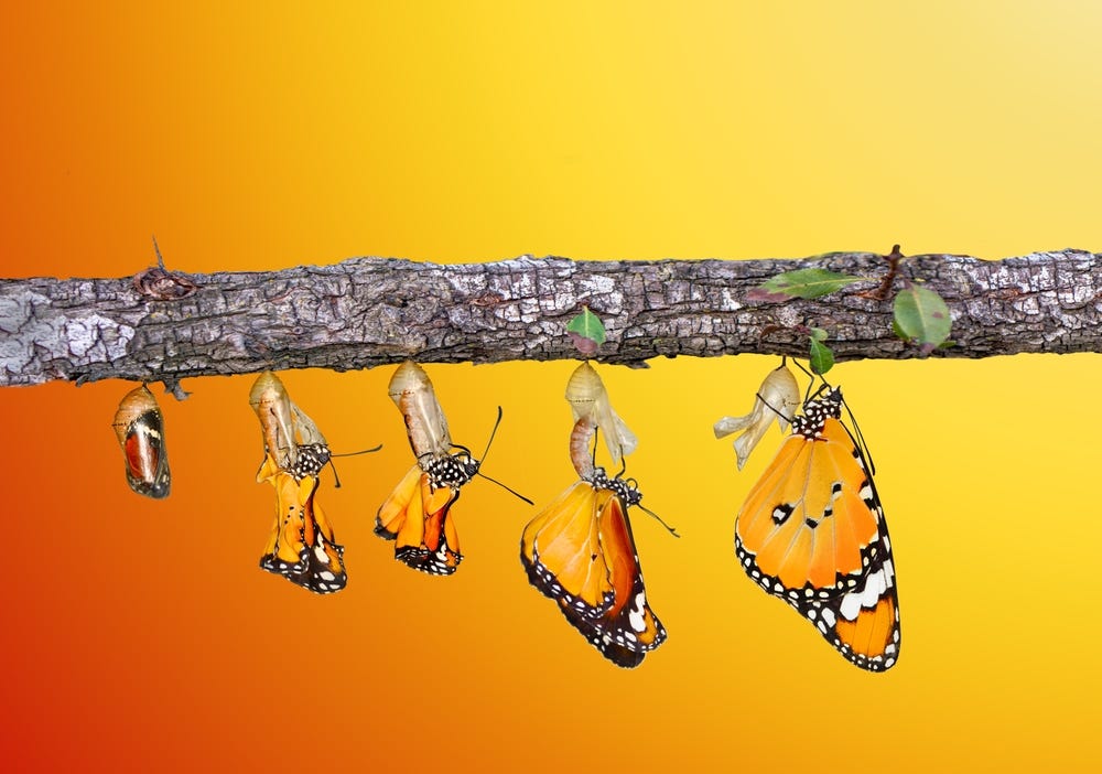 Just like a butterfly, behavior change is a process.