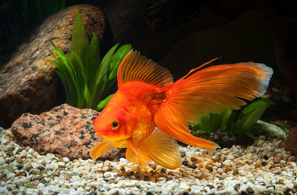Comprehensive Feeding Guidelines for Goldfish Ensuring Health and