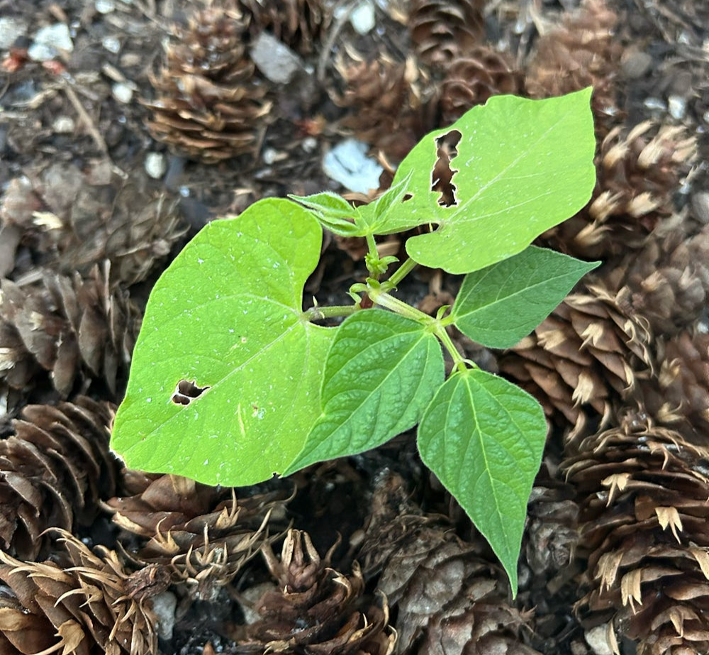 Cherokee wax bean, author’s photo