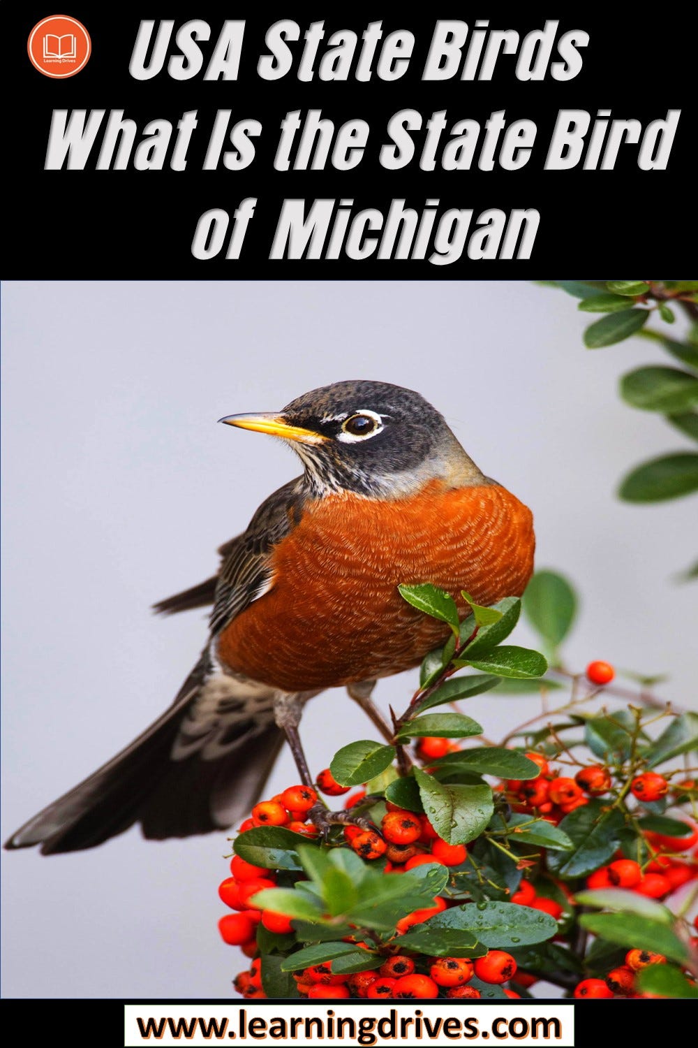 What Is The State Bird of Michigan? — State Birds | by Learning Drives