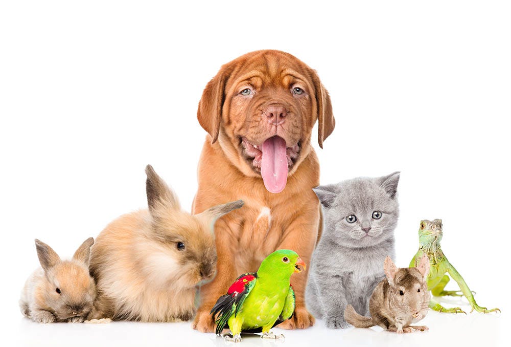 The Ultimate Guide to Choosing the Right Pet for Your Lifestyle by