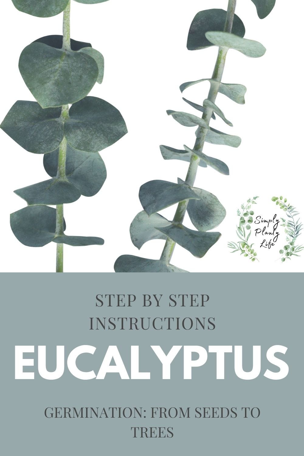 How to Grow Eucalyptus From Seeds to Trees by Simply Planty Life