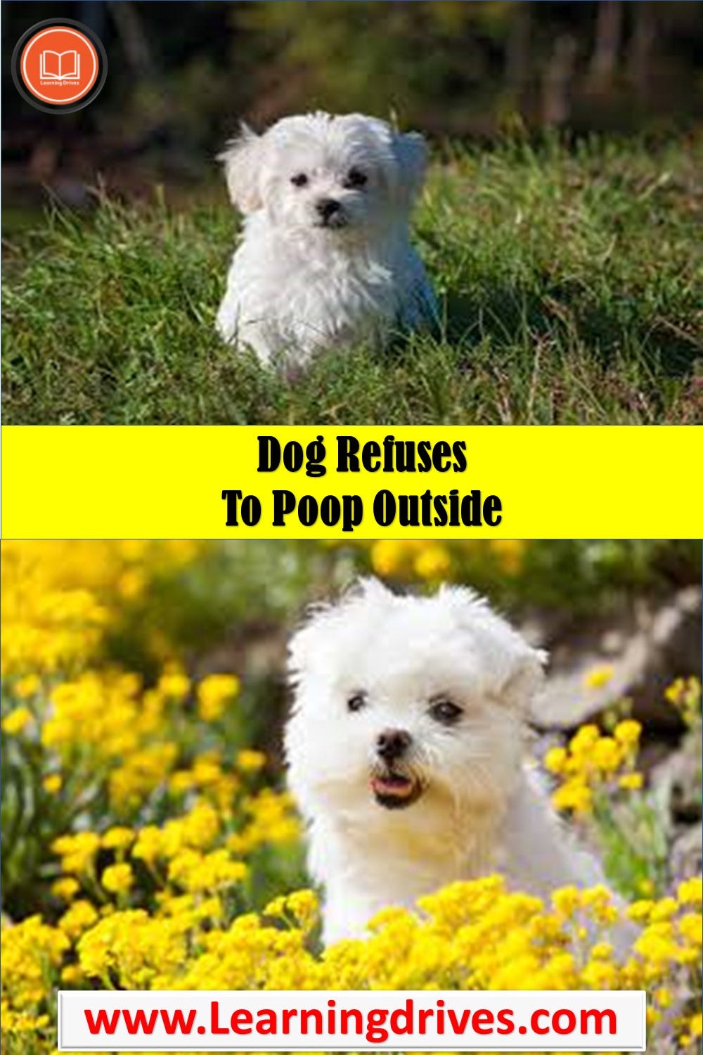 Dog Refuses To Poop Outside — Learning Drives .It’s by Learning