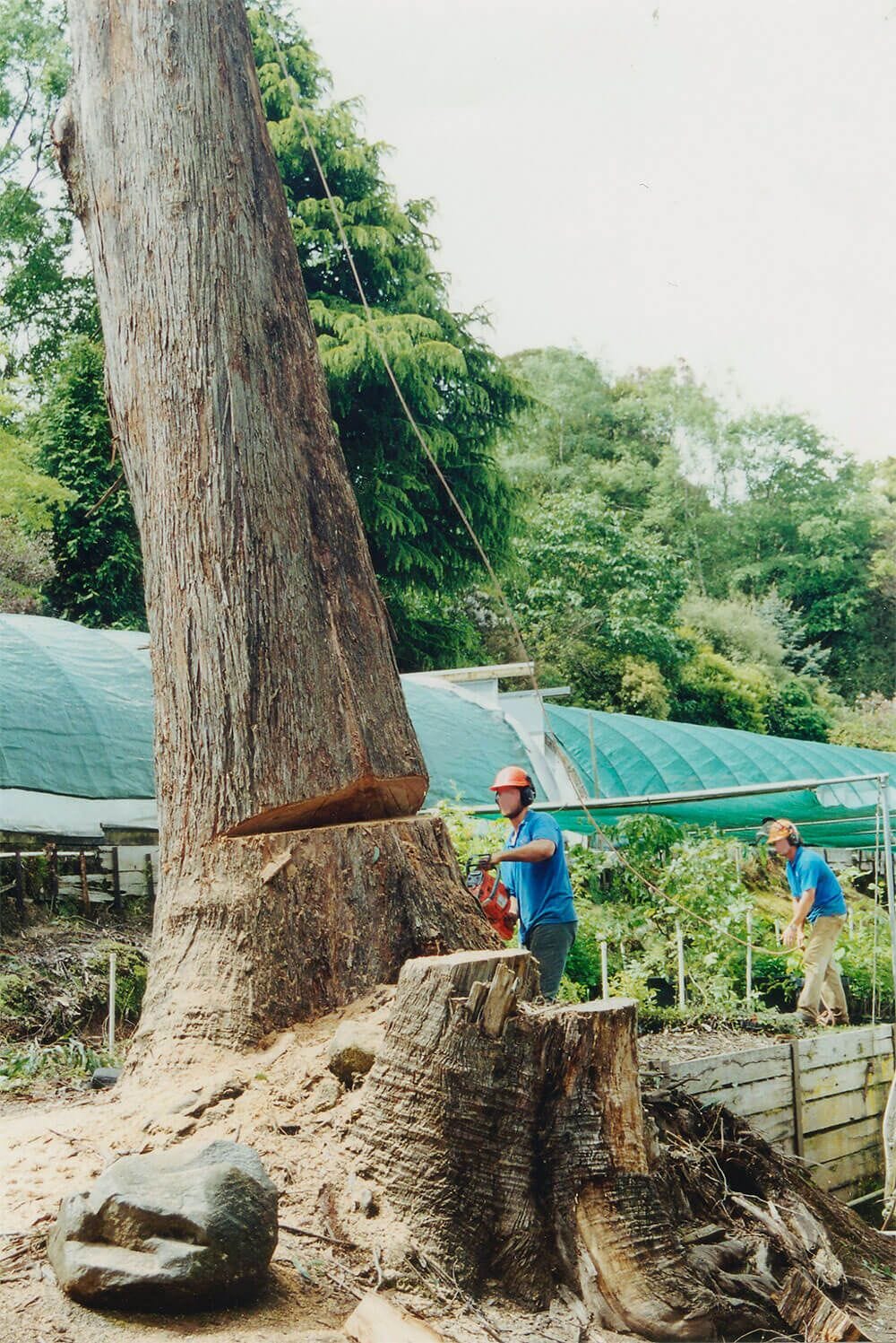 Tree Services Near Me