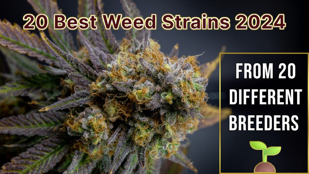 The 20 Best Weed Strains in 2024 Seeds Guide by Jared Cox Medium