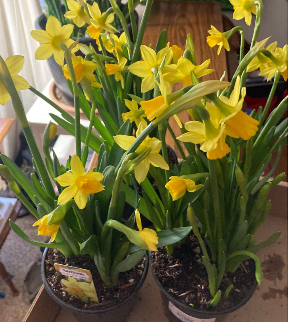 more daffodils for our garden, author’s photo