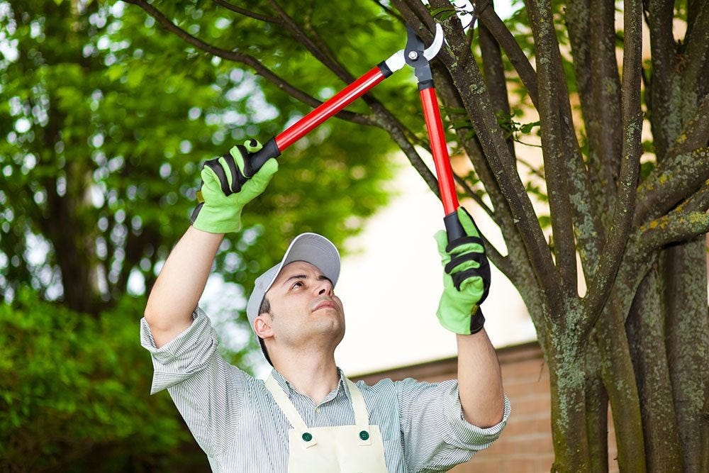 Unveiling the Art of Tree Trimming and Pruning with All Pro Tree ...