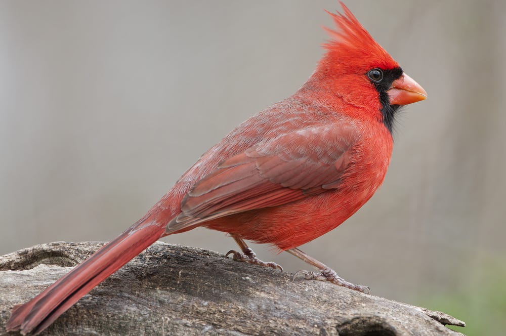 What It Means When You See a Red Cardinal by Psychic 2 Tarot Medium