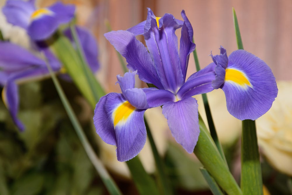 Iris Flower Classification using KNN by Shubh Mehta Medium