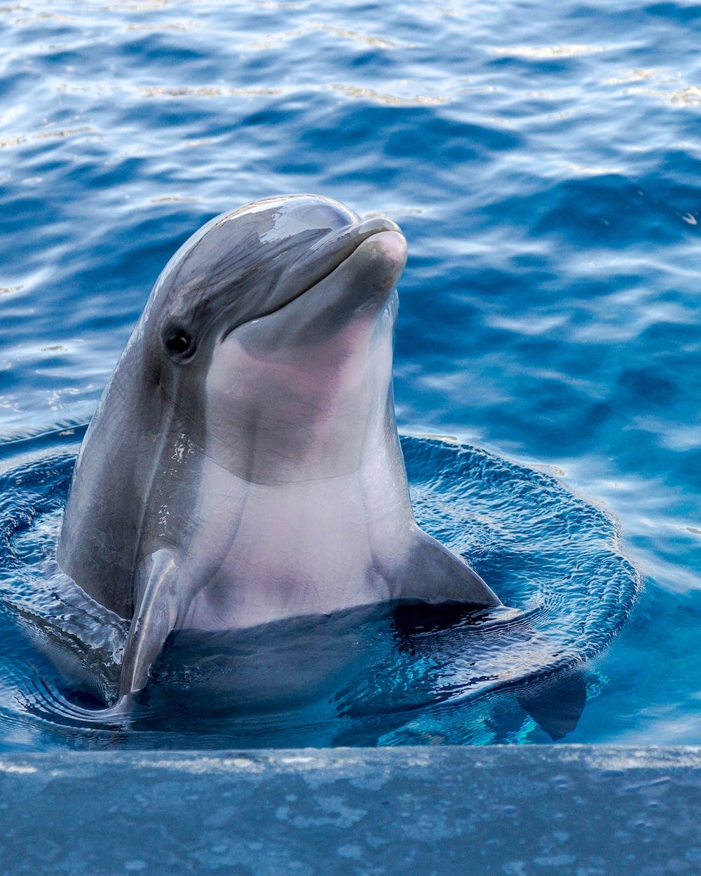 Are Dolphins Smarter Than Humans By Sanjana Mohanakrishnan Medium