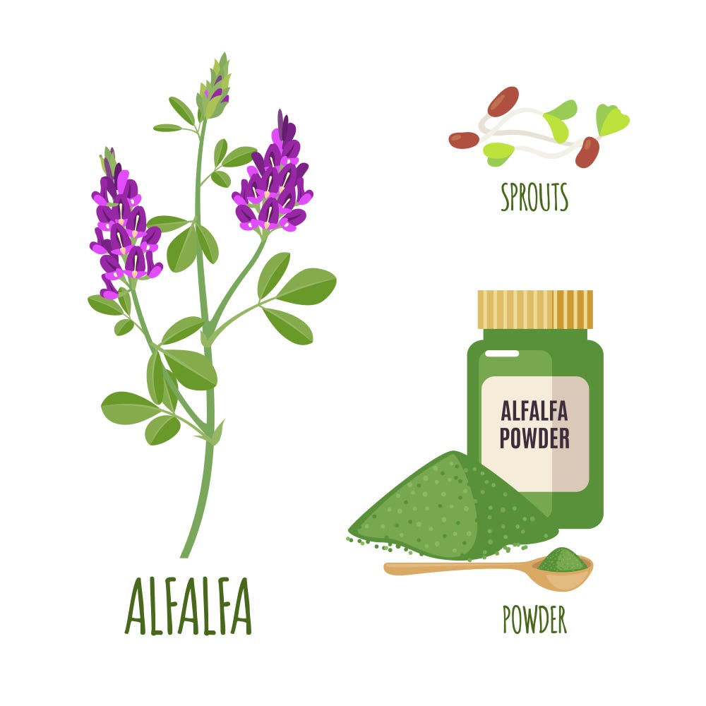 What are the Uses and Health Assistances of Alfalfa Medicine? by