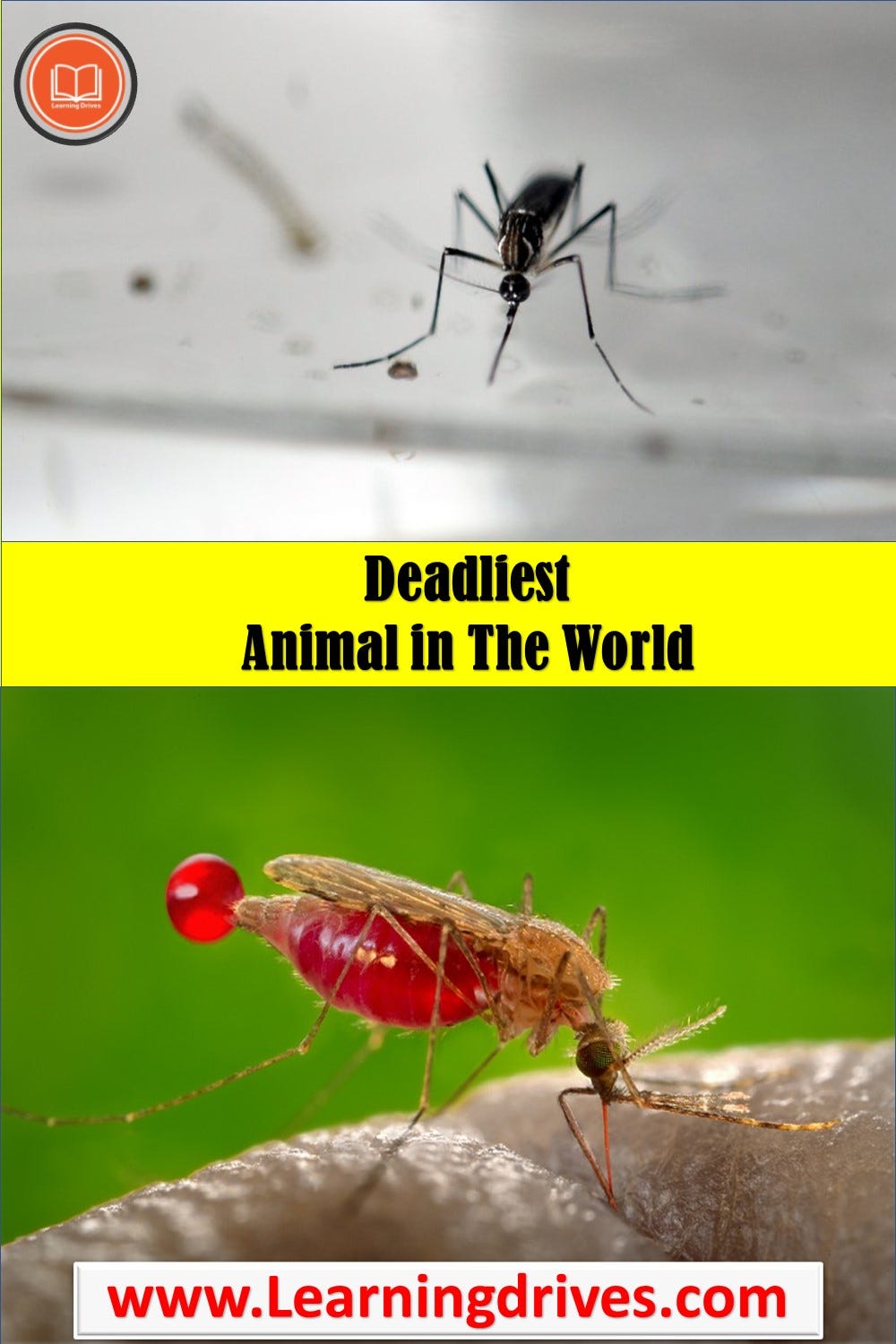 in-this-article-we-will-learn-about-the-deadliest-animal-in-the-world