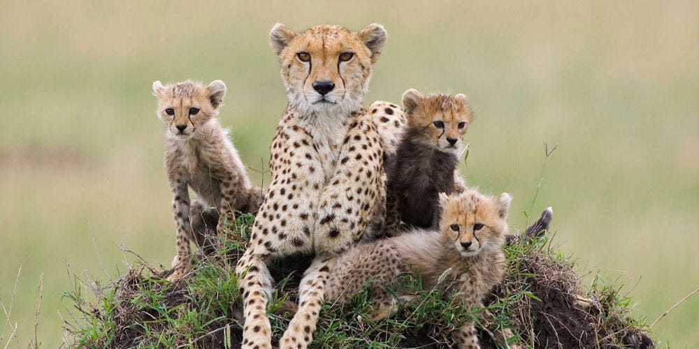 Sociology on Communication: Cheetahs | by West.Wildlife | Medium