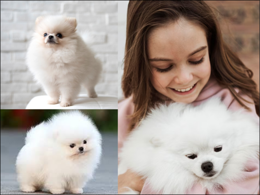 Miniature Toy Poodles for Sale in Texas — Get Your Puppy ABCPUPPY