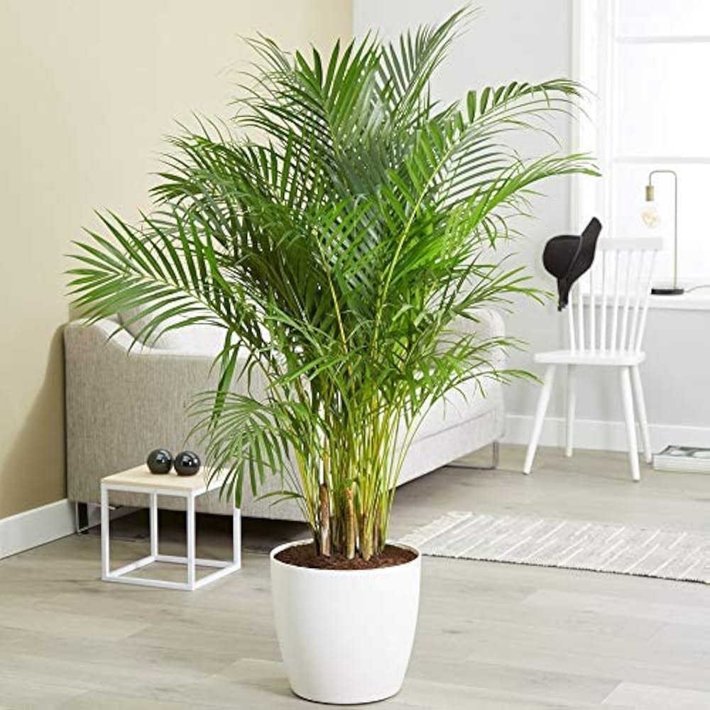 Top 10 Indoor Plants for Indian Homes