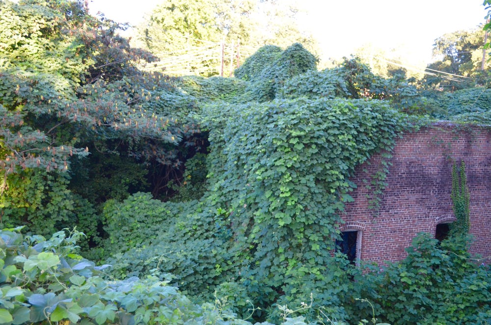 Kudzu can even cover buildings (credit: Luke P Ferguson on Shutterstock)