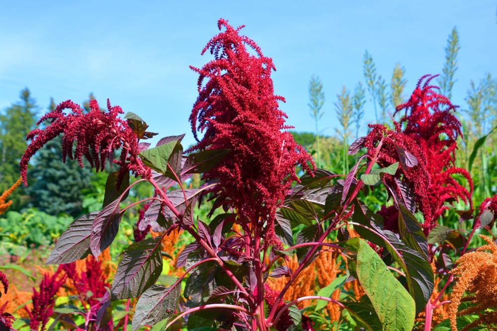Amaranth: The Ancient Grain That’s Quietly Shaping Modern Healthy Eating