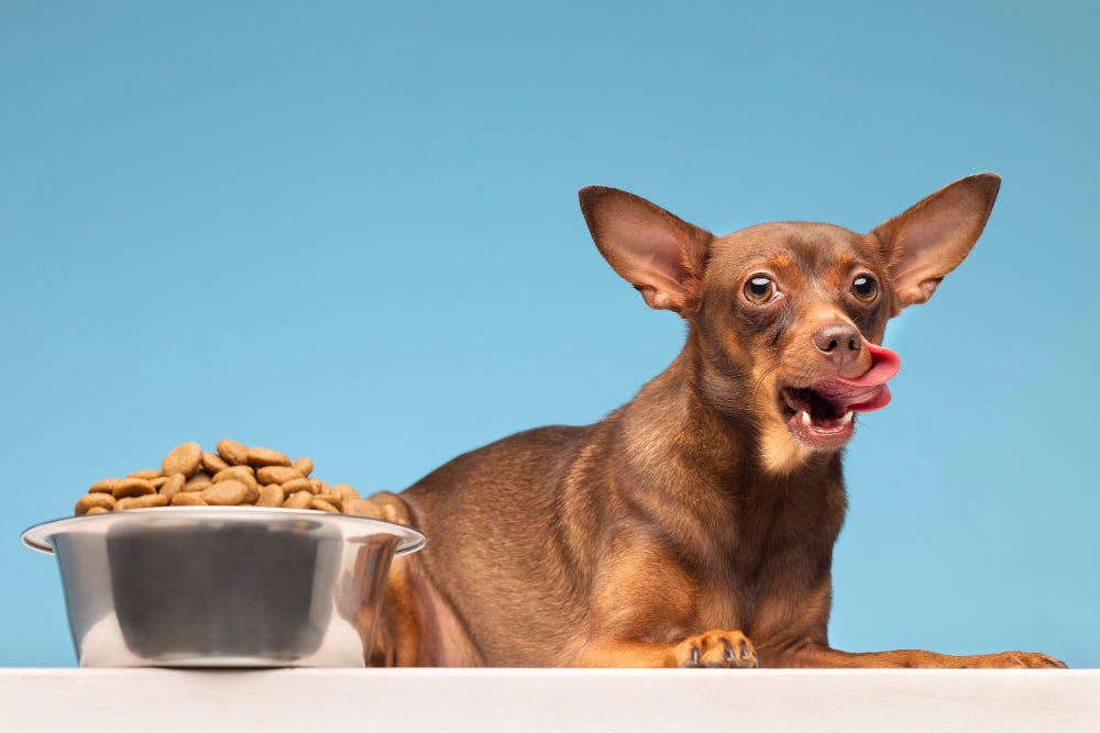 Almond milk hotsell for dogs