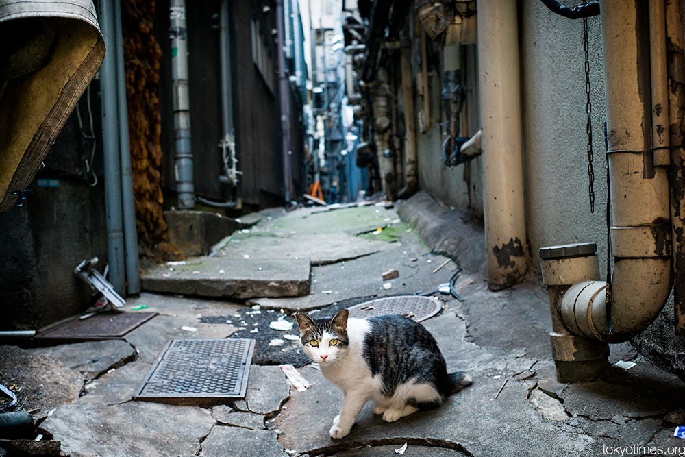 How to Clear 500,000 Feral Cats From New York's Streets - The New