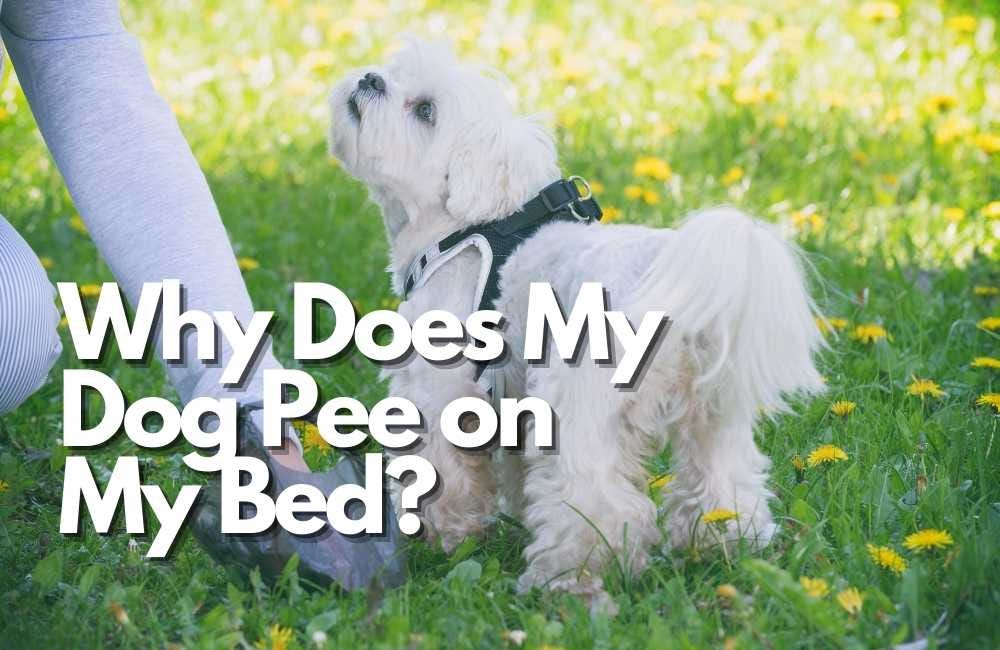 Why Does My Dog Pee on My Bed?. Dog owners often face a situation when… by Dogstodays Medium