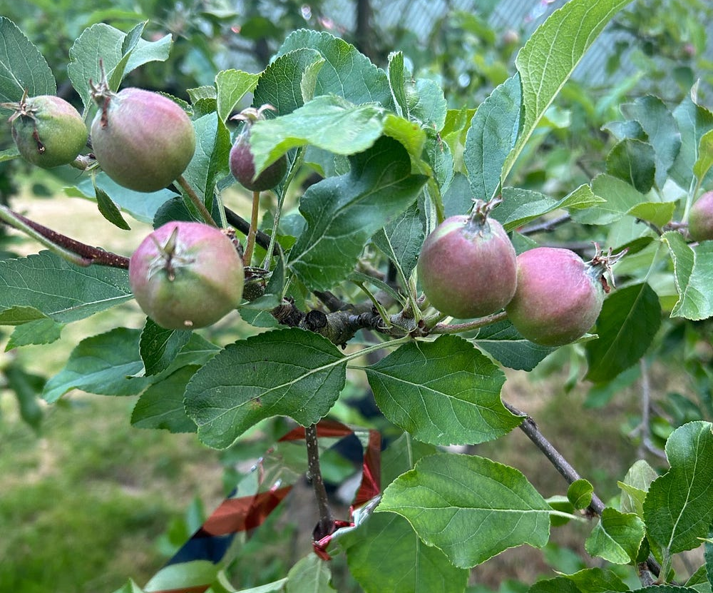 apples, author’s photo