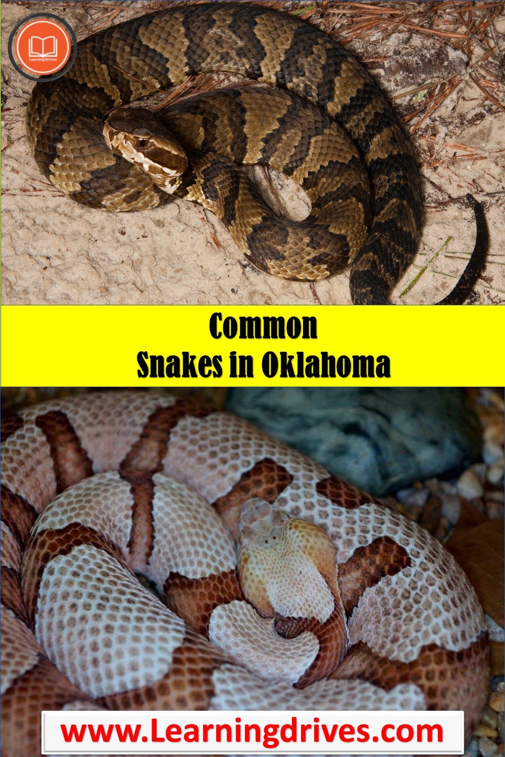 FWC Fish and Wildlife Research Institute - Hognose snakes will