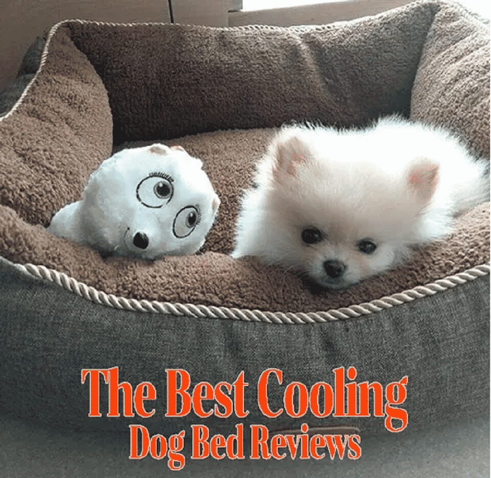 The Best Cooling Dog Bed Reviews Dogreviews Medium