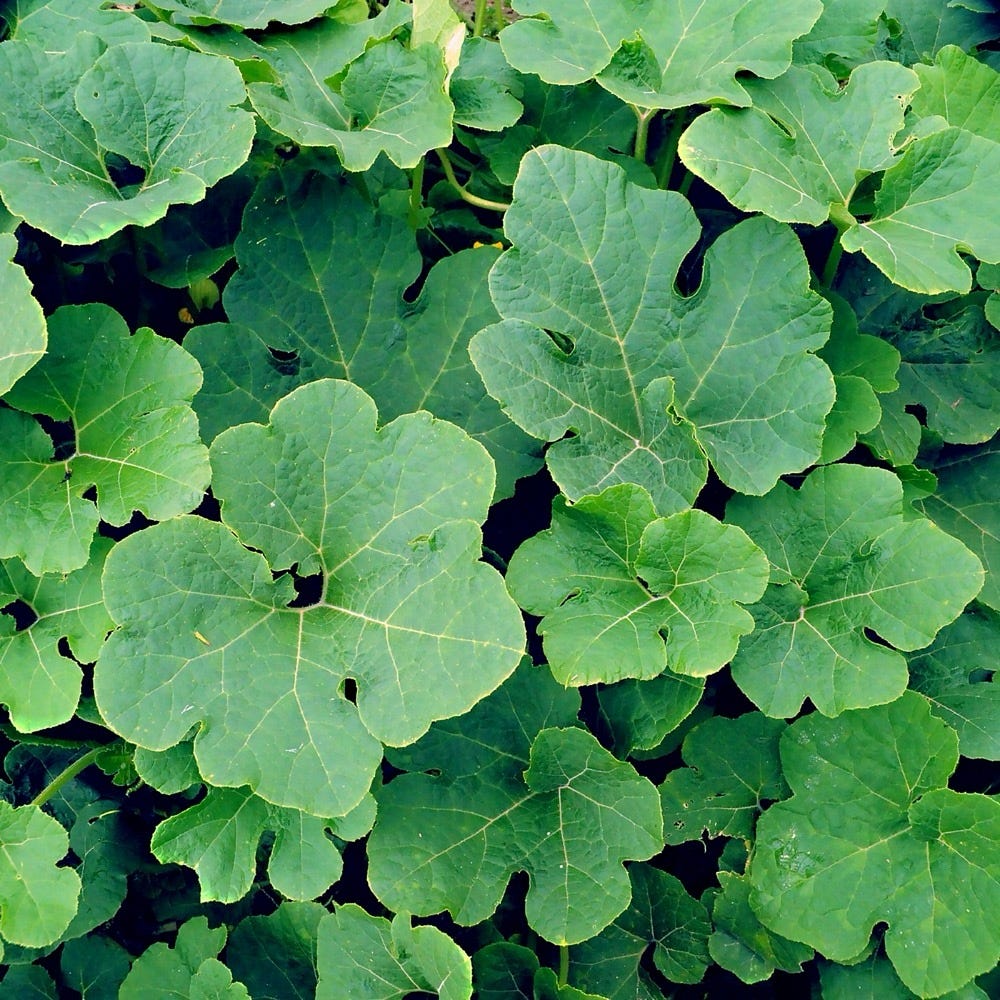 Planta enramando