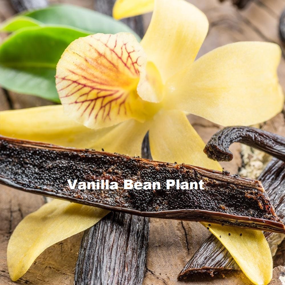 Vanillier, Vanille : planter, cultiver, multiplier