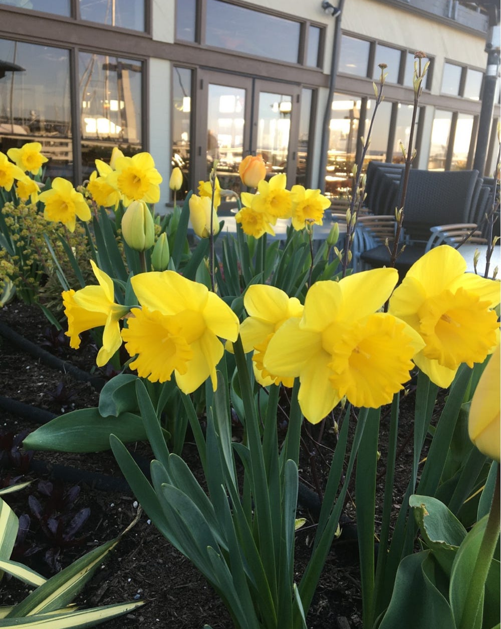 daffodils at the waterfront during COVID, author’s photo