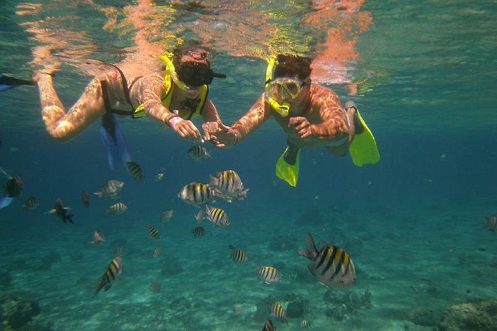 Snorkelling Adventure: Experience It With Our Prof