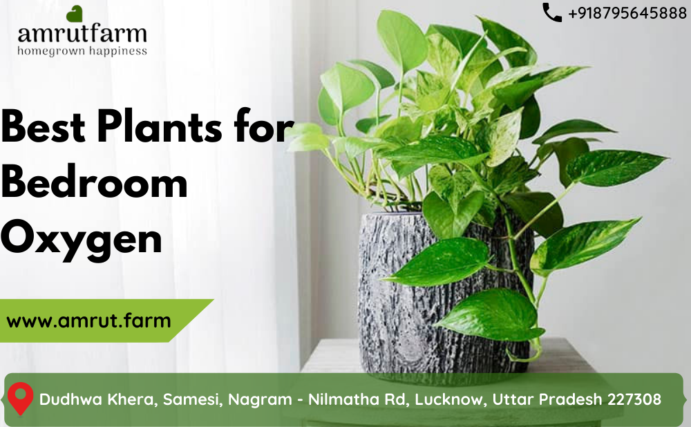 Best Plants for Bedroom Oxygen Digiarpita Medium