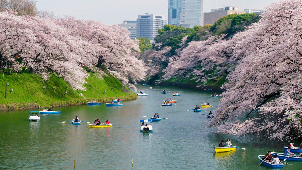 Why Japanese People Celebrate the Moment Cherry Blossoms Die