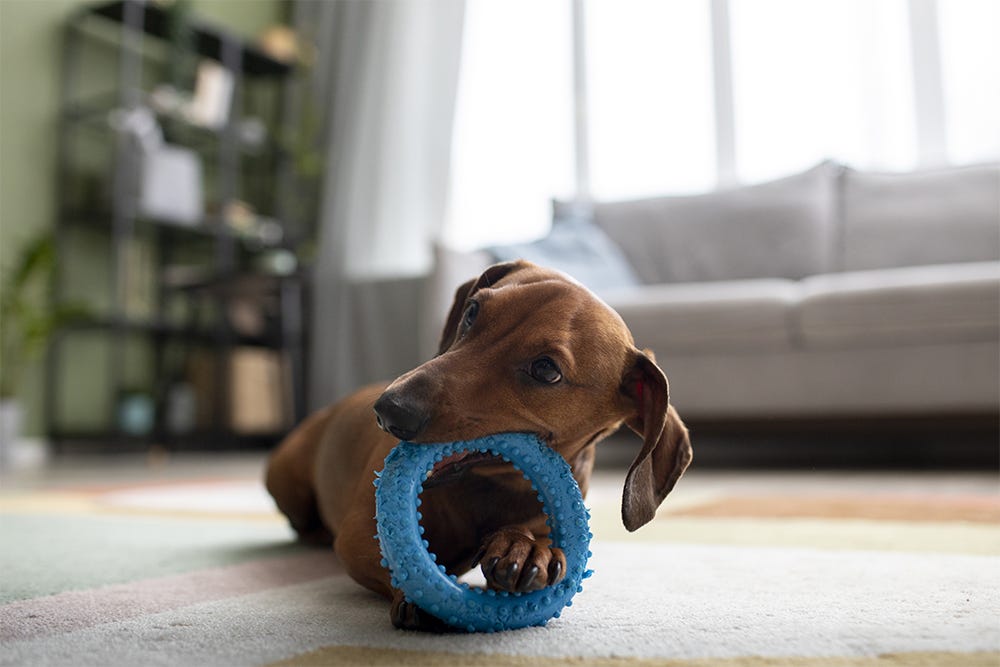 Best Dog Toys to Keep Dogs Busy! {How to Keep Them Entertained