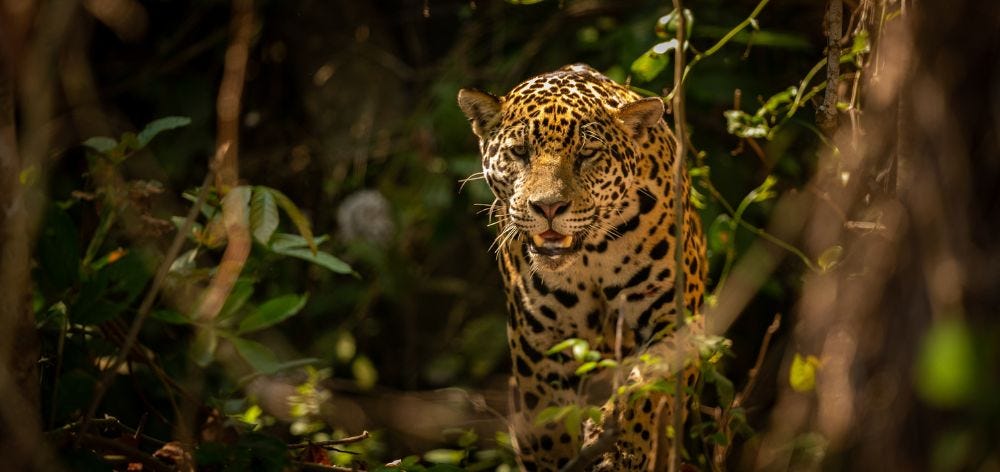 El bosque debe valer más en pie que destruido