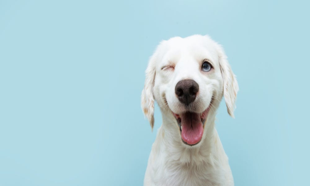 Why Does My Dog Wrap Around My Neck? [11 Reasons And Tips] Esteemdog