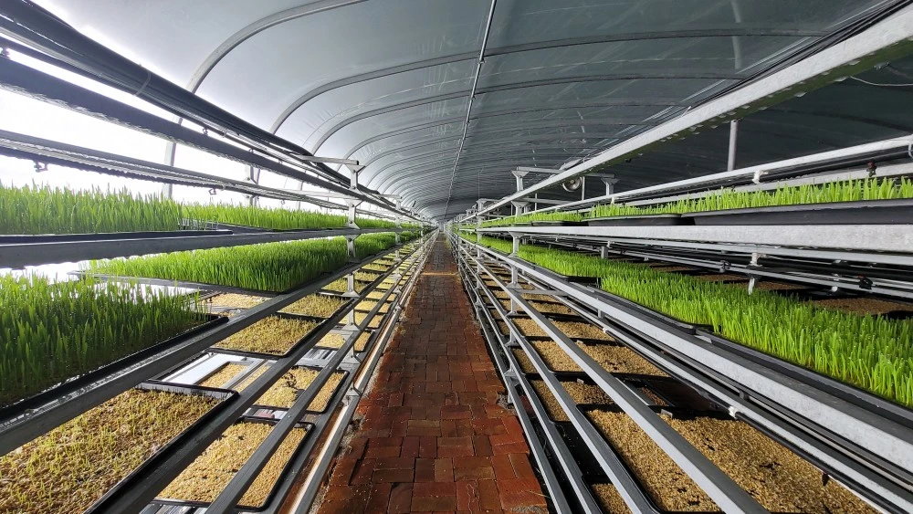 What are the Basic Components of a Hydroponic Fodder System? | by Doris ...