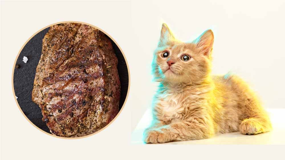 Can Cats Eat Steaks? Medium
