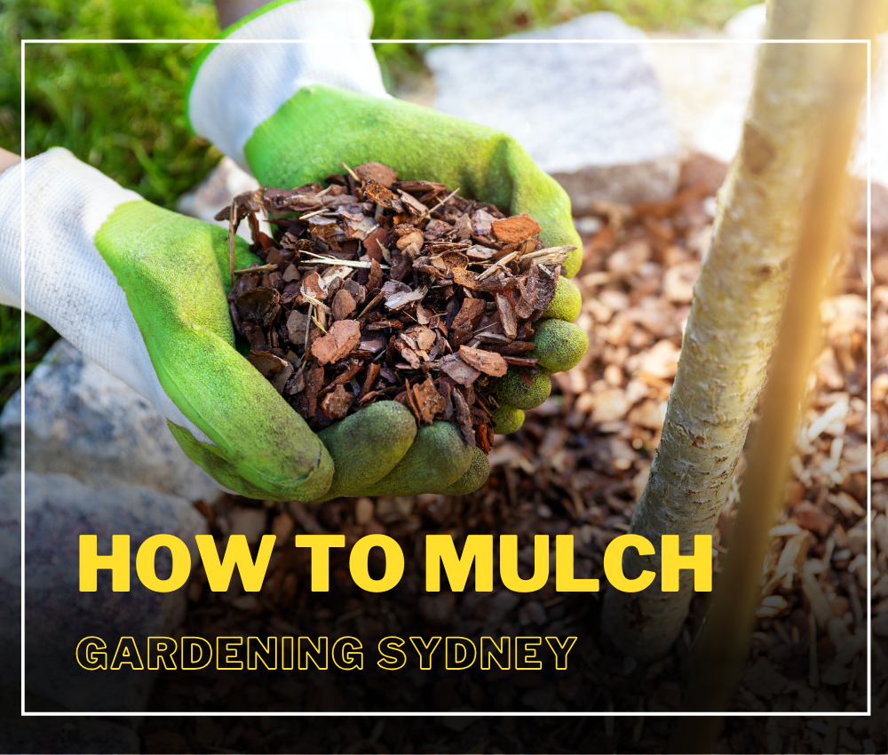 How to Mulch. Adding mulch to your garden is like… by Sai Nursery Pendle Hill NSW Australia