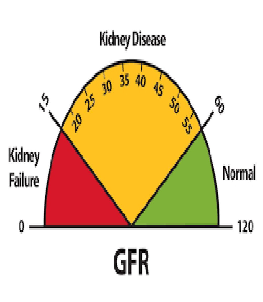 Understand Gfr Blood Test And Normal Gfr Levels Range