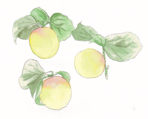 What Japanese Reverence for the Seasons Can Teach You About a