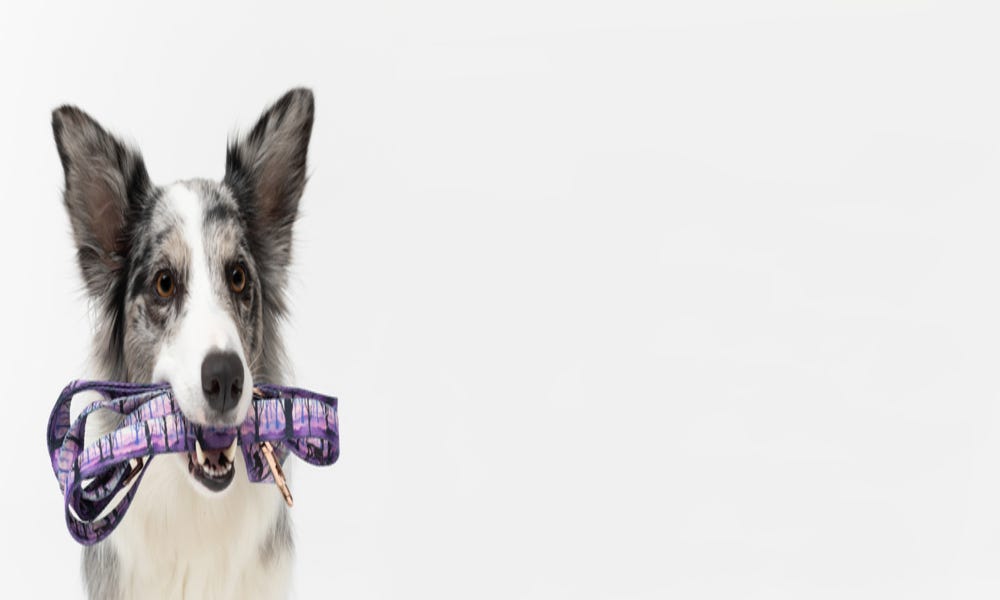 Why Do Dogs Watch You Eat? Esteemdog Medium