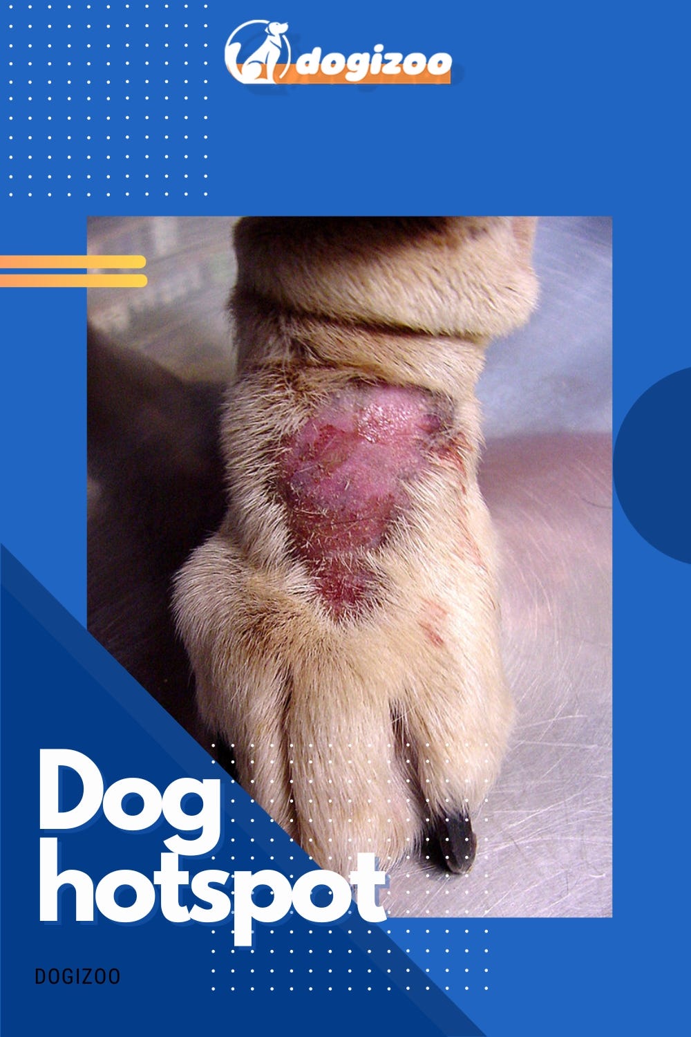 How to Treat Dog Hotspots. Hot spots, also known as acute moist… by