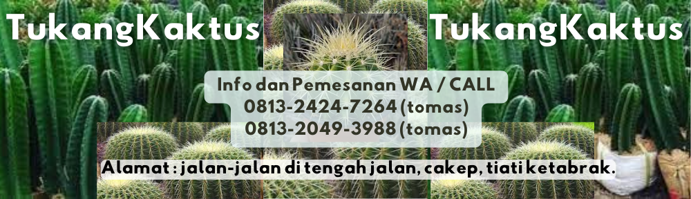CAKEP WA/CALL: 0813–2424–7264 (THORIQ) Hiasan jual kaktus koboi terdekat Siap Kirim Ke Lima Puluh…