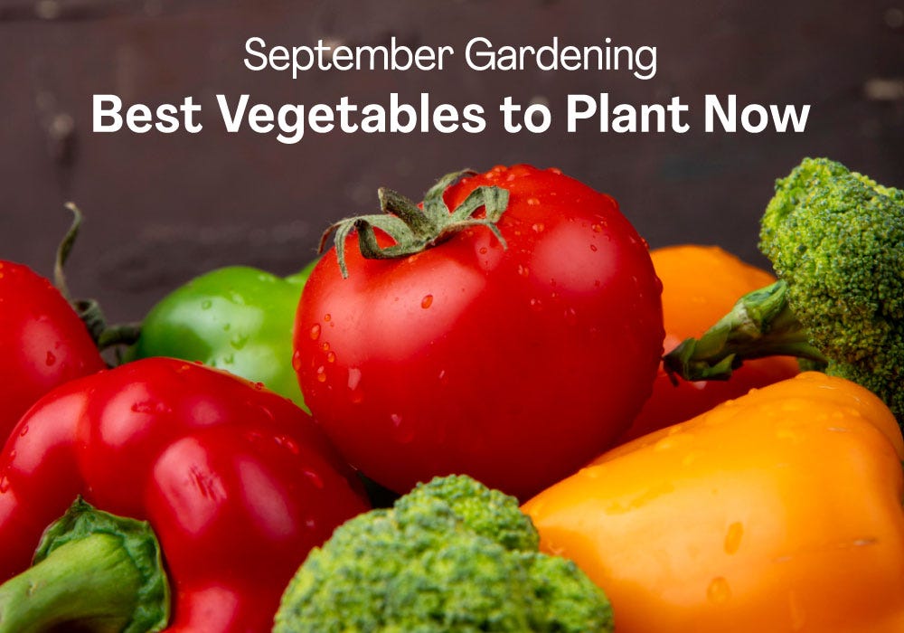 September Gardening Best Vegetables to Plant Now by yardener Medium