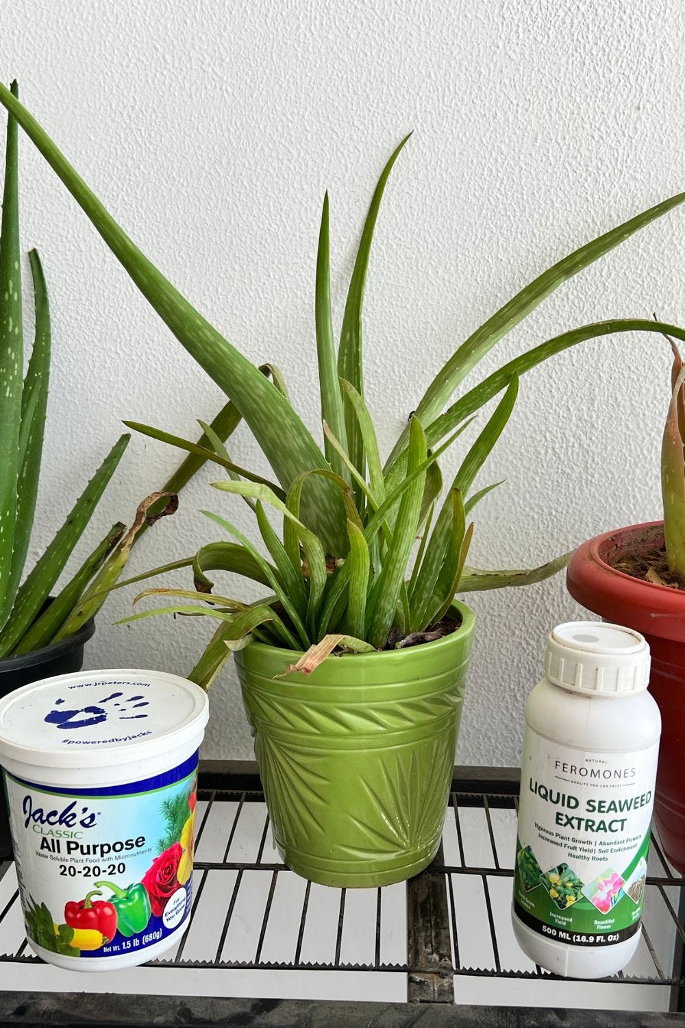Aloe 2024 vera fertilizer