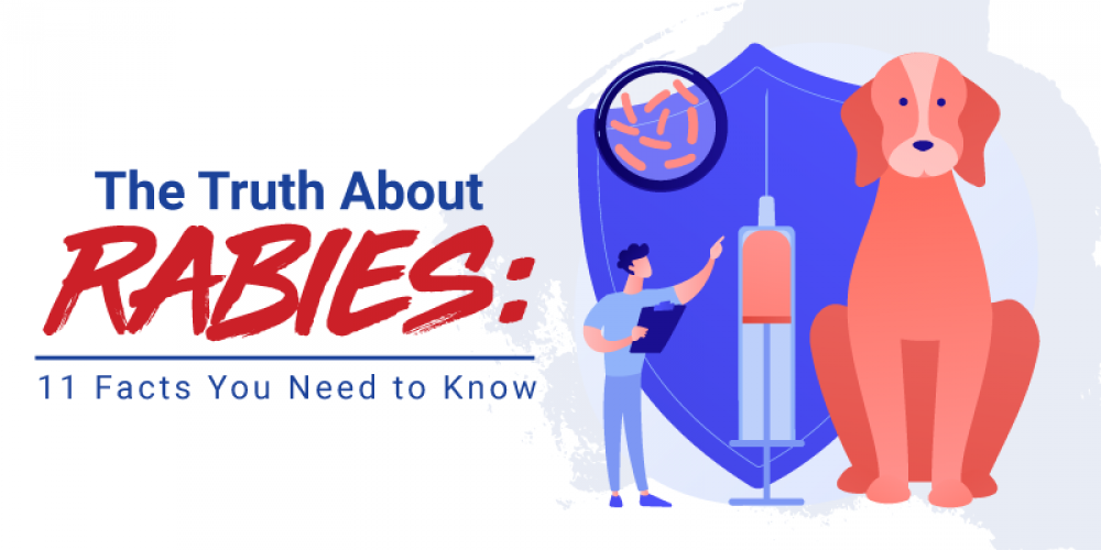The Truth About Rabies 11 Facts You Need to Know by Nina Pineda Medium